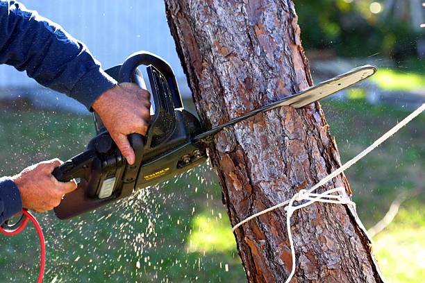 Best Tree Mulching  in Merion Station, PA