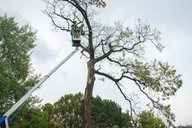 How Our Tree Care Process Works  in  Merion Station, PA