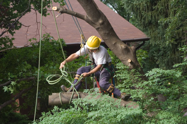 Best Utility Line Clearance  in Merion Station, PA