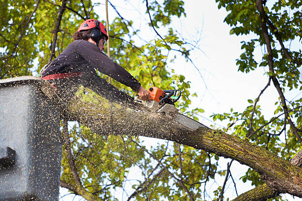 Best Hedge Trimming  in Merion Station, PA