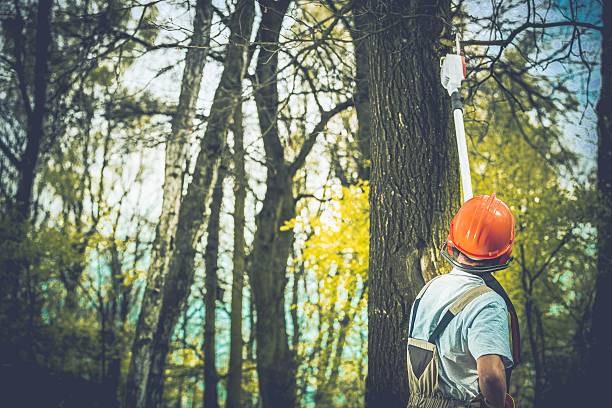 Best Emergency Tree Removal  in Merion Station, PA