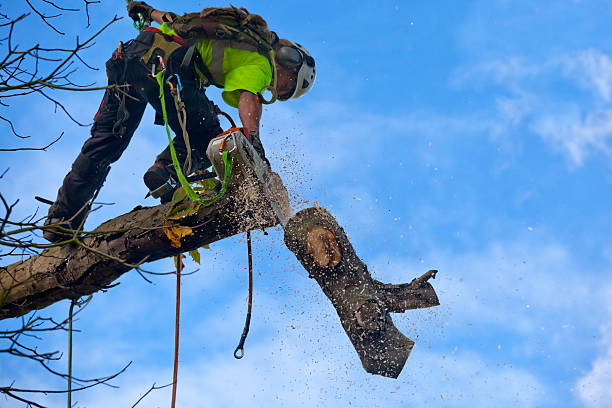 Best Tree Health Inspection  in Merion Station, PA